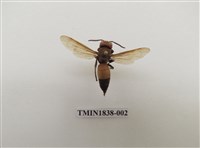 藏品(黃腰虎頭蜂)的圖片